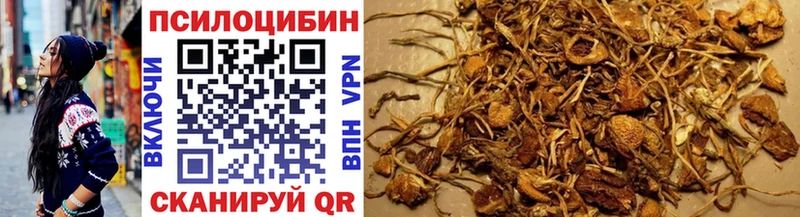 Купить  Краснознаменск  Галлюциногенные грибы Psilocybine cubensis 